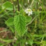 Lippia javanica ഇല