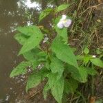 Mimulus alatus Хабит