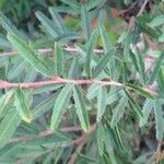 Calliandra eriophylla Lapas