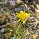 Gelasia hirsuta Flower