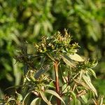 Ludwigia erecta Habit