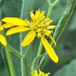 Verbesina alternifolia Flower