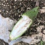Ceiba aesculifolia फल