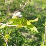 Prunus cerasus Blad