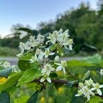 Clematis virginiana Цветок