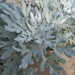 Artemisia stelleriana Fuelha