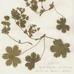 Alchemilla fissa Pokrój