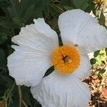 Romneya coulteri Outro