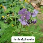 Phacelia bipinnatifida Flower