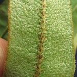 Elaphoglossum heterochroum Leaf
