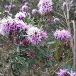 Rhododendron pubescens Flor