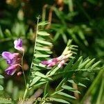 Vicia cassubica മറ്റ്