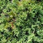 Juniperus horizontalis List
