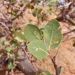 Boscia senegalensis Leaf