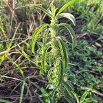 Meiosperma bracteatum Φύλλο