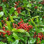 Ilex cassine Fruto