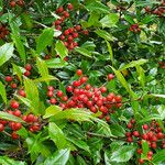 Ilex cassine Frucht