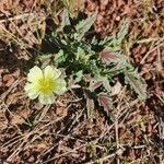 Monsonia longipes Квітка