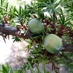 Juniperus macrocarpa Vrucht