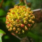 Cephalanthus occidentalis Froito