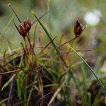 Juncus duthiei Habitat