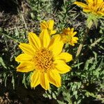 Balsamorhiza hookeri Blüte