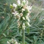 Stachys alopecuros