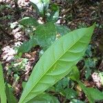 Cyrillopsis paraensis Leaf