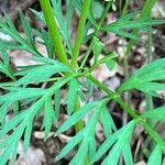 Conopodium majus Leaf