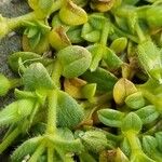 Cerastium diffusum Likasa
