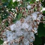 Roldana petasitis Flor