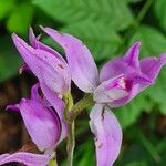 Cephalanthera rubraКвітка