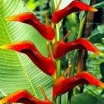 Heliconia spp. Flower