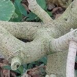 Ficus lutea Casca