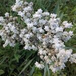 Parthenium integrifolium Çiçek