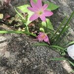 Zephyranthes roseaLeaf