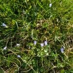 Wahlenbergia hederacea Flor