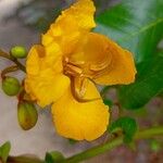 Senna appendiculata Flor