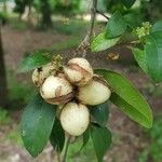 Cassine crocea Fruit