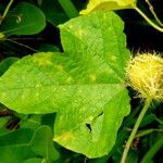 Passiflora foetida Blatt