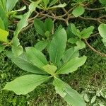 Edgeworthia chrysantha - Japanischer PapierbuschFeuille