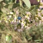 Pluchea indica Flower