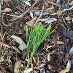 Psilotum nudum Leaf