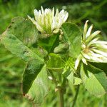 Trifolium michelianum Fulla