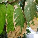 Theobroma cacao Leaf