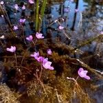 Utricularia purpurea Hábito