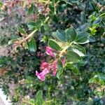 Escallonia rubra Цветок