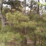 Pinus pinasterഇല