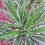Furcraea selloana Folha