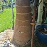 Roystonea regia Casca
